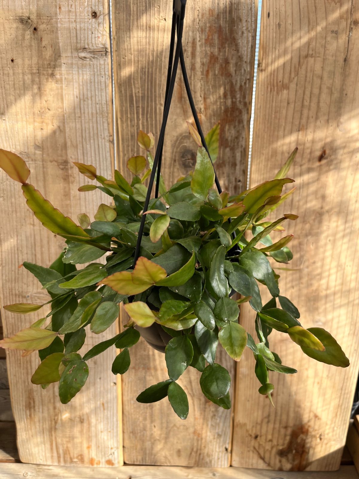 アナカンプセロスコンプトニーxたけろうポット デパウペラータ アナ