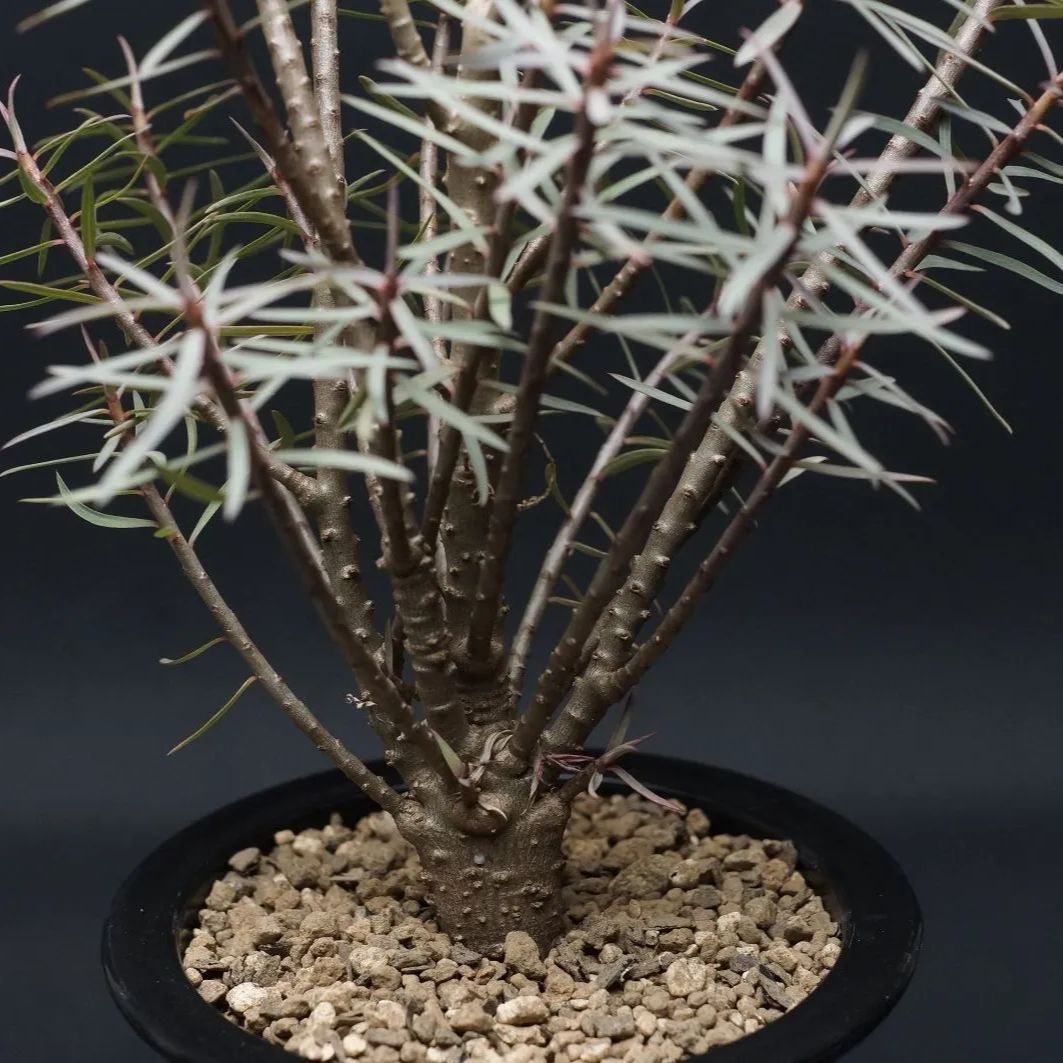 A119【自社養生株】パキポディウム ビスピノーサム（L）（現地球・発