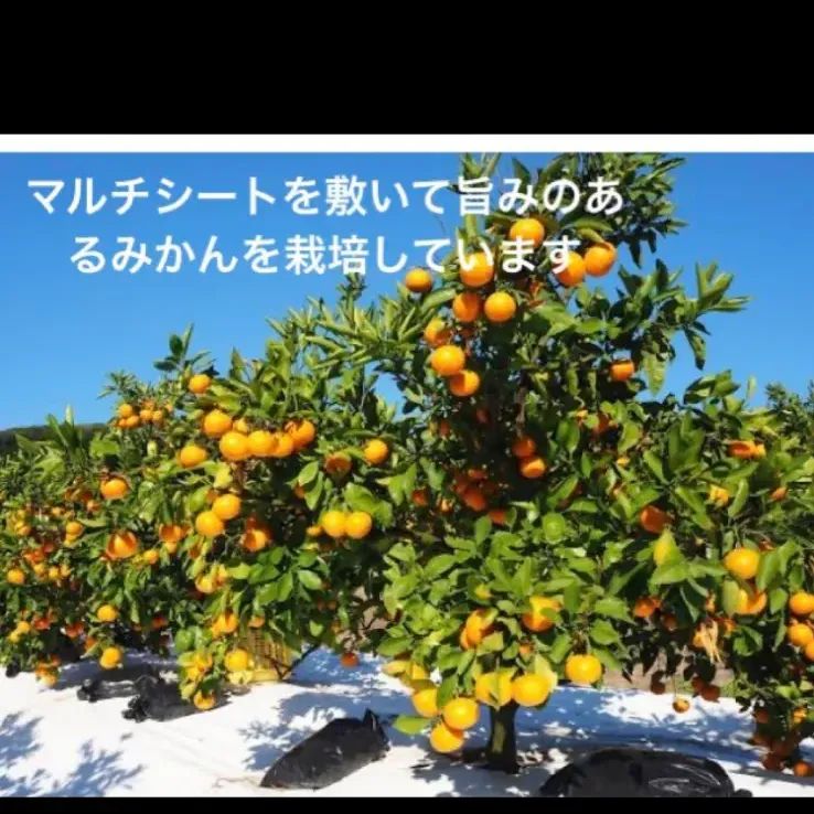 専用有田みかん農家直送味わい美人 有田みかん農家直送🍊ブランド味わい美人訳ありご家庭用サイズ