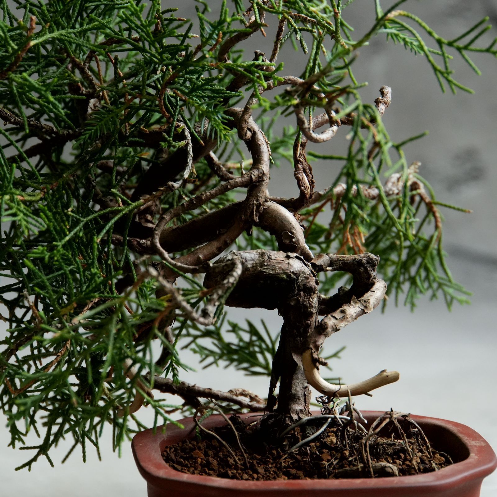 石井盆栽 真柏 しんぱく 盆栽 s-10 YUZUMIYA_COM