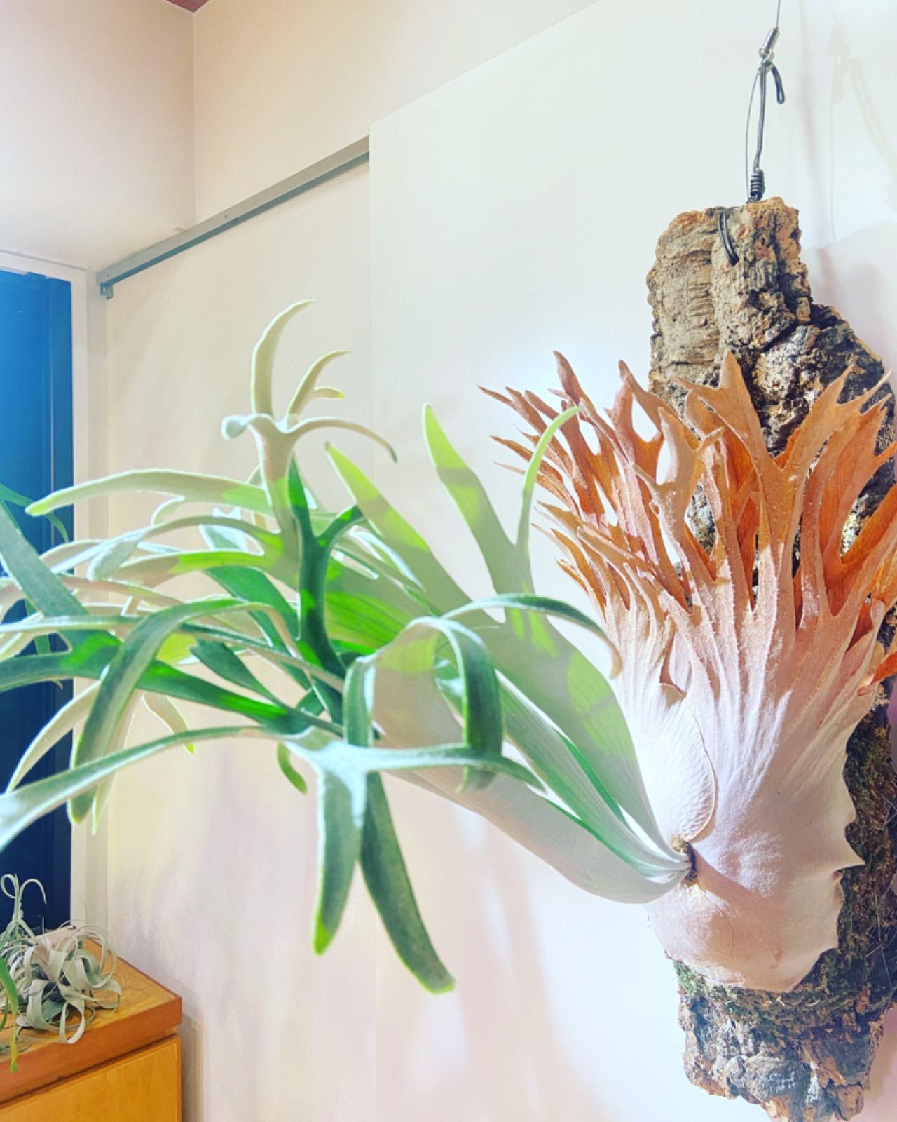 p.cosmo ビカクシダ