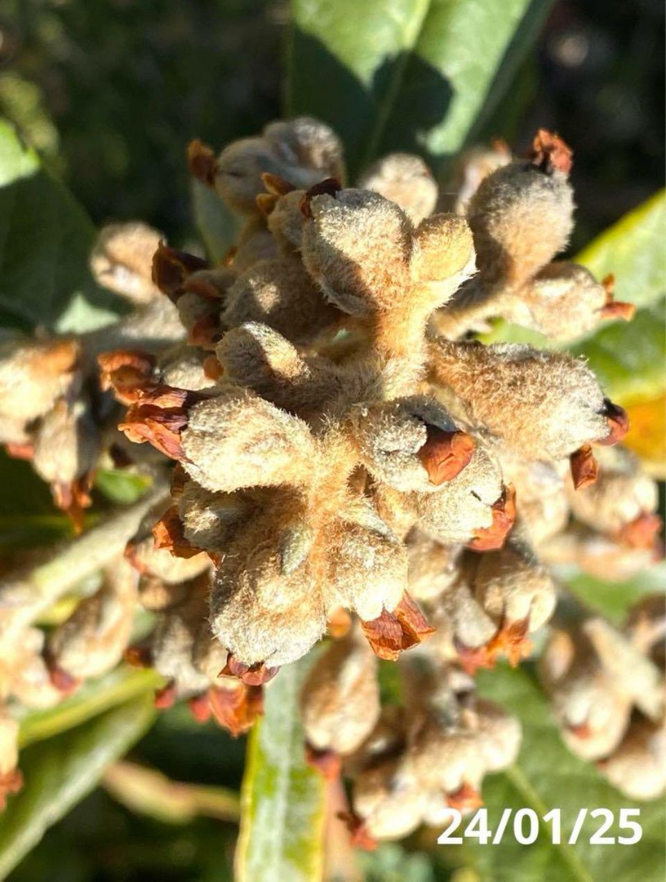 ビワ苗木 大房接木 2本同梱 自家製酵素栽培 完全無農薬 4322-1-1.jpg