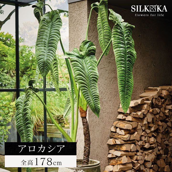 フェイクグリーン 大型 「 アロカシア 178cm シルカ(Silk-ka フェイクグリーン 大型 「 アロカシア 178cm シルカ(Silk-ka