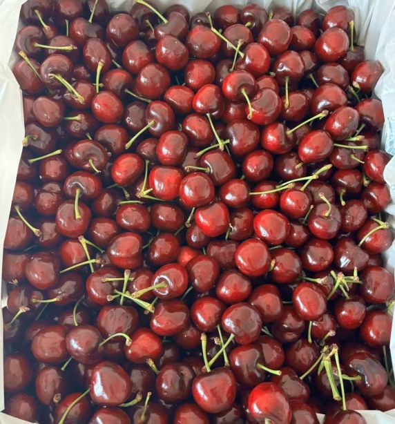 クール便発送　アメリカンチェリー　 9.5R大粒  箱資材含まずたっぷり2kg クール便発送 アメリカンチェリー 9.5R大粒 箱資材含まず