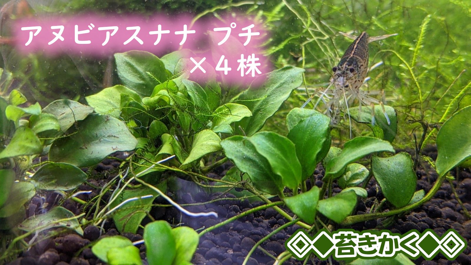 アヌビアスナナ中株⑥ - 水草