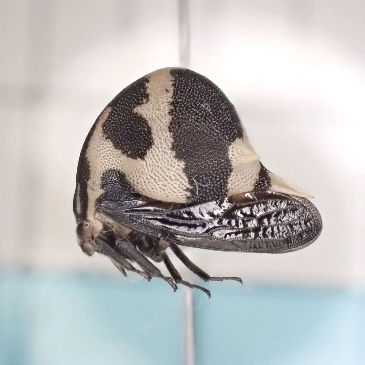 パンダヘルメットツノゼミ Anchistrotus sp. - メルカリ