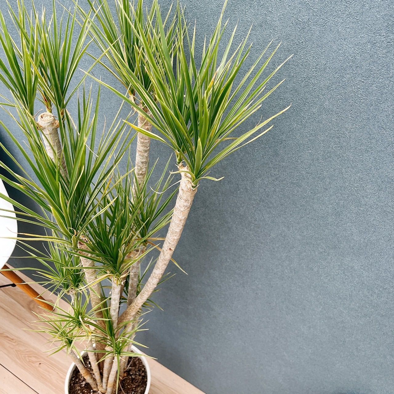 現品］34番 ドラセナ コンシンネ ホワイボリー 観葉植物 室内 8号 プラ