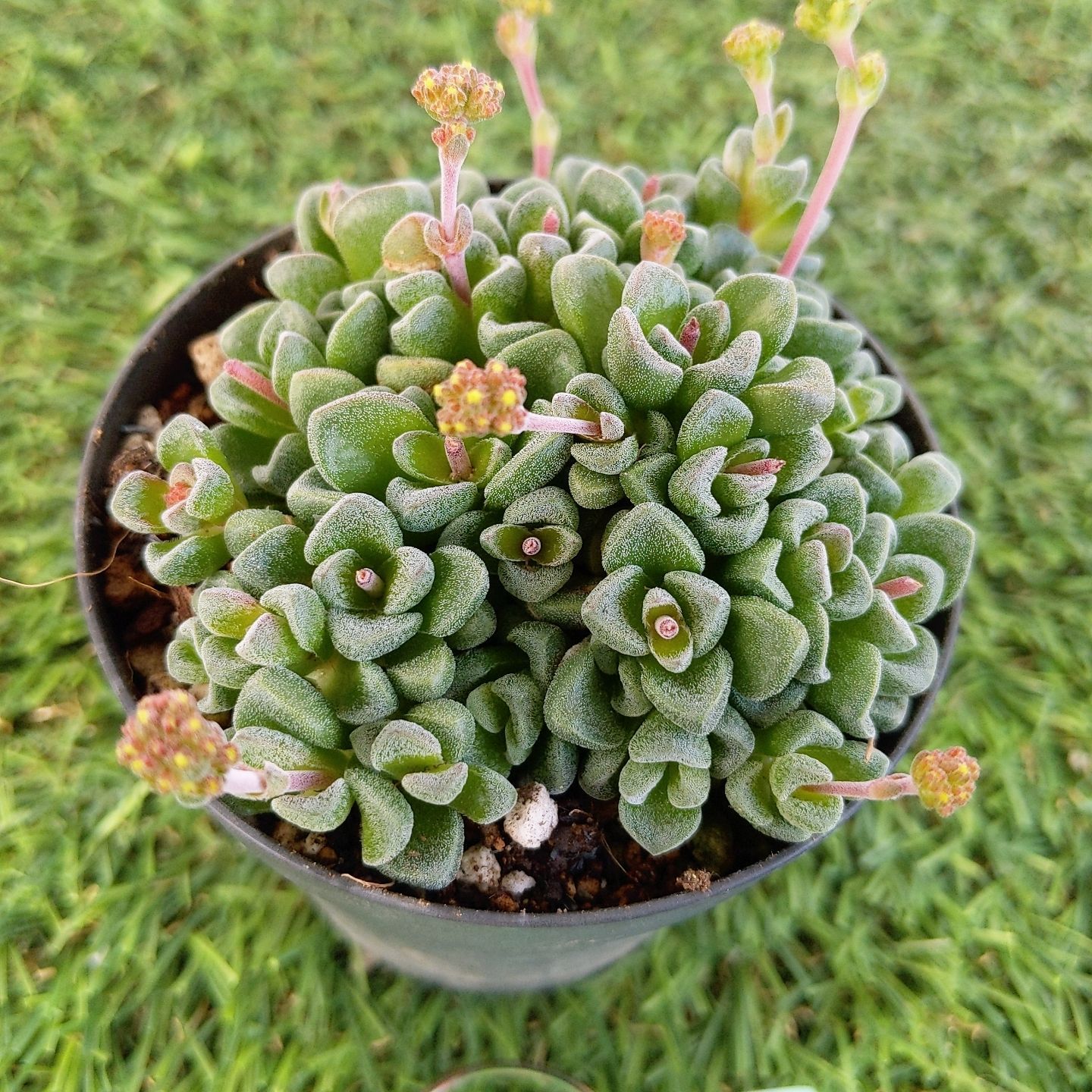あめちゃん〜クラッスラ フェンウッド 抜き苗 多肉植物 - メルカリ あめちゃん〜クラッスラ フェンウッド 抜き苗 多肉植物 - メルカリ
