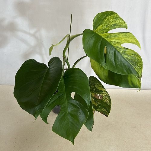観葉植物 黄斑モンステラ ボルシギアナ オーレア 4号硬質ポット