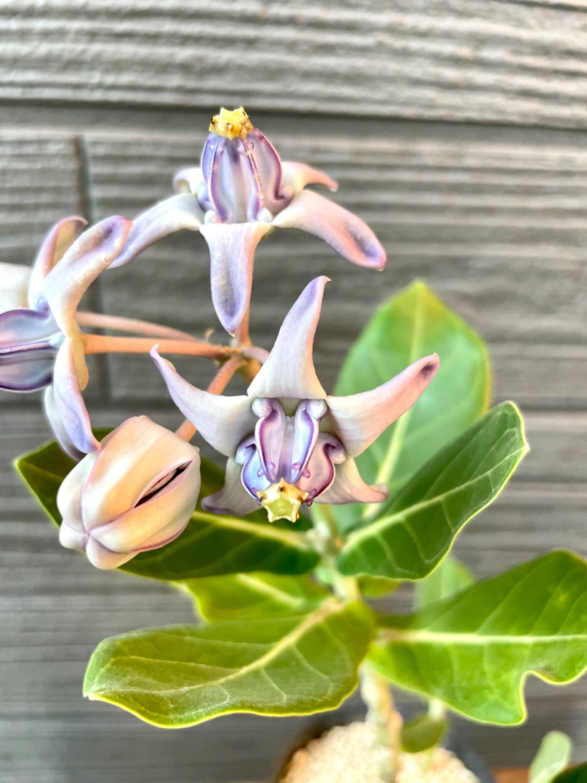 クラウンフラワー苗木（パープル）2年生 クラウンフラワー パープル ハワイアンプランツ - メルカリ