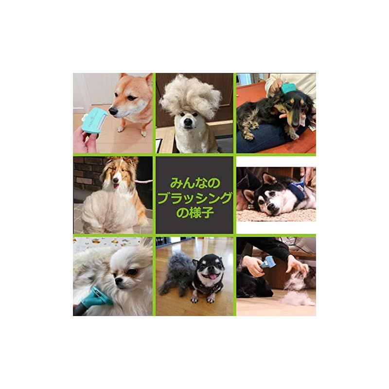 Tetra 中型犬