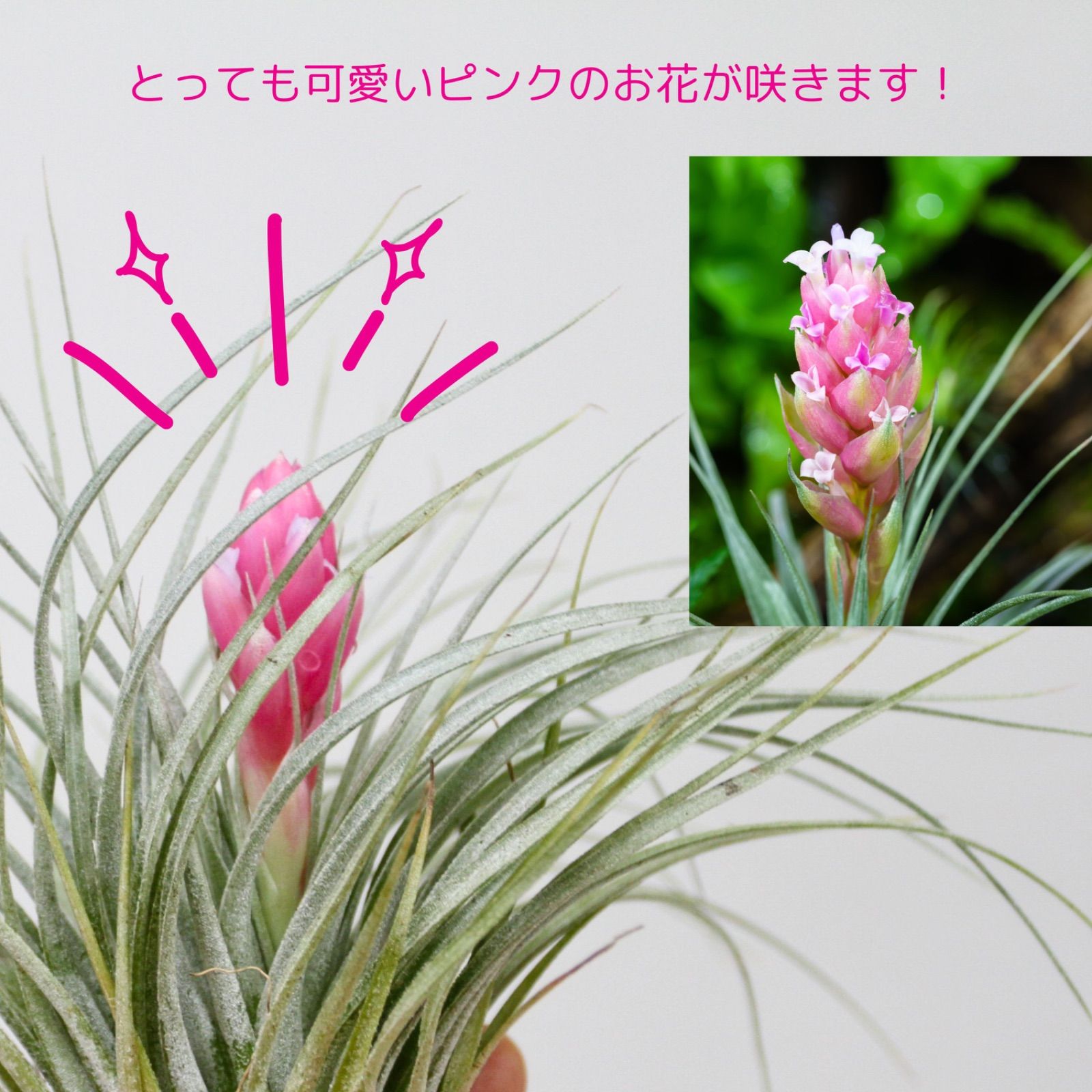 即購入禁止‼️チランジア   コットンキャンディー　花芽終わり チランジア界屈指の美花種！コットンキャンディの育て方&増やし方&飾り