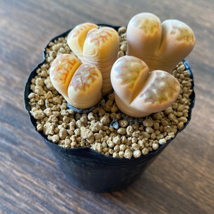 S様ご確認用＊リトープス 抜き苗 麗虹玉 4頭 - メルカリ