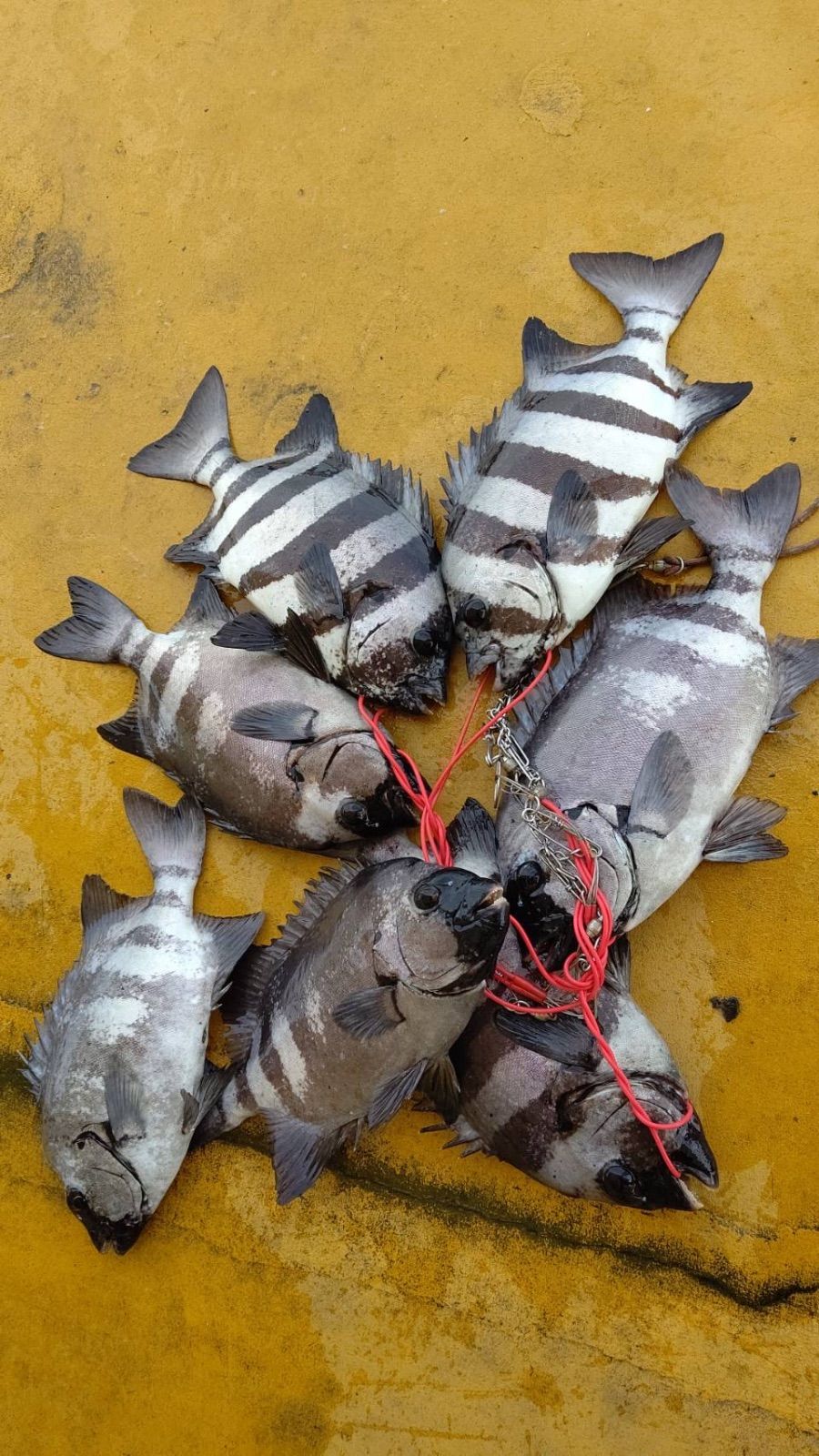 釣り餌