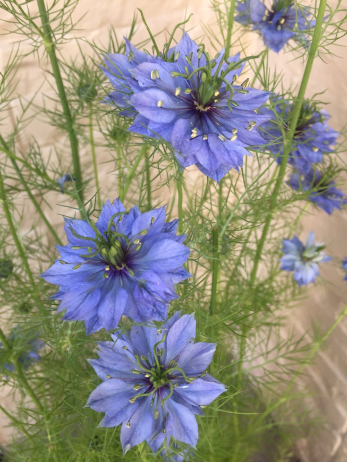オルレア ホワイトレースフラワー ニゲラ 種 ガーデニング - メルカリ