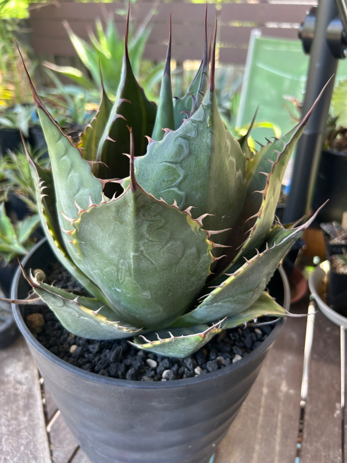 パラサナ ファイヤーボール 大株 アガベ パラサナ・ファイヤーボール