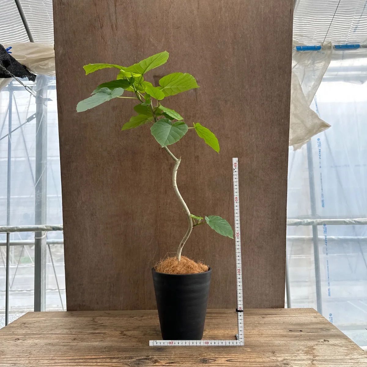 フィカス ウンベラータ 曲がり ④ Ficus umbellata 現品 ゴムの