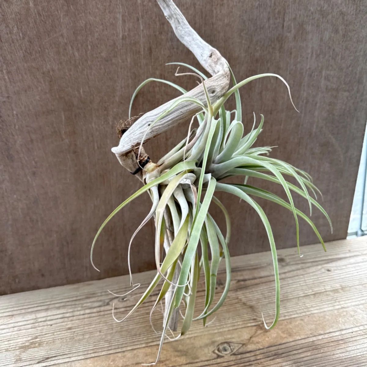 チランジア カピタータ 流木付け 現品 Tillandsia capitata ティランジア エアプランツ エアープランツ 観葉植物 観葉 植物  珍奇植物 珍奇 珍しい レア 希少 ハンギング 吊り下げ 吊るす インテリア プレゼント おしゃれ - メルカリ