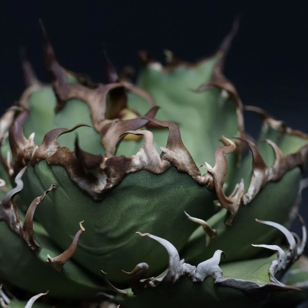 agave titanota シーザーベアルート　アガベ　チタノタ Agave Titanota Caesar アガベ チタノタ シーザー / 中株(4号鉢