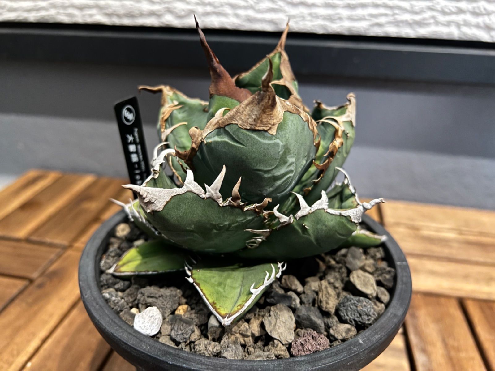 正規店仕入れの 【Lize産】Agave Titanota B.B暗覆輪 Lize産】Agave