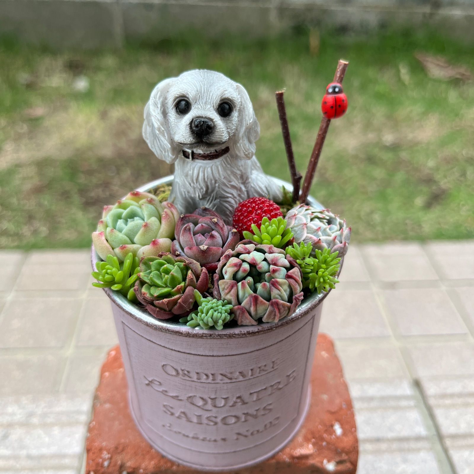 ★多肉植物　寄せ植え〜カート寄せ〜そのまま飾れます(*^ω^*) ☆多肉植物 寄せ植え〜カート寄せ〜そのまま飾れます(*^ω^*) 【公式通販】