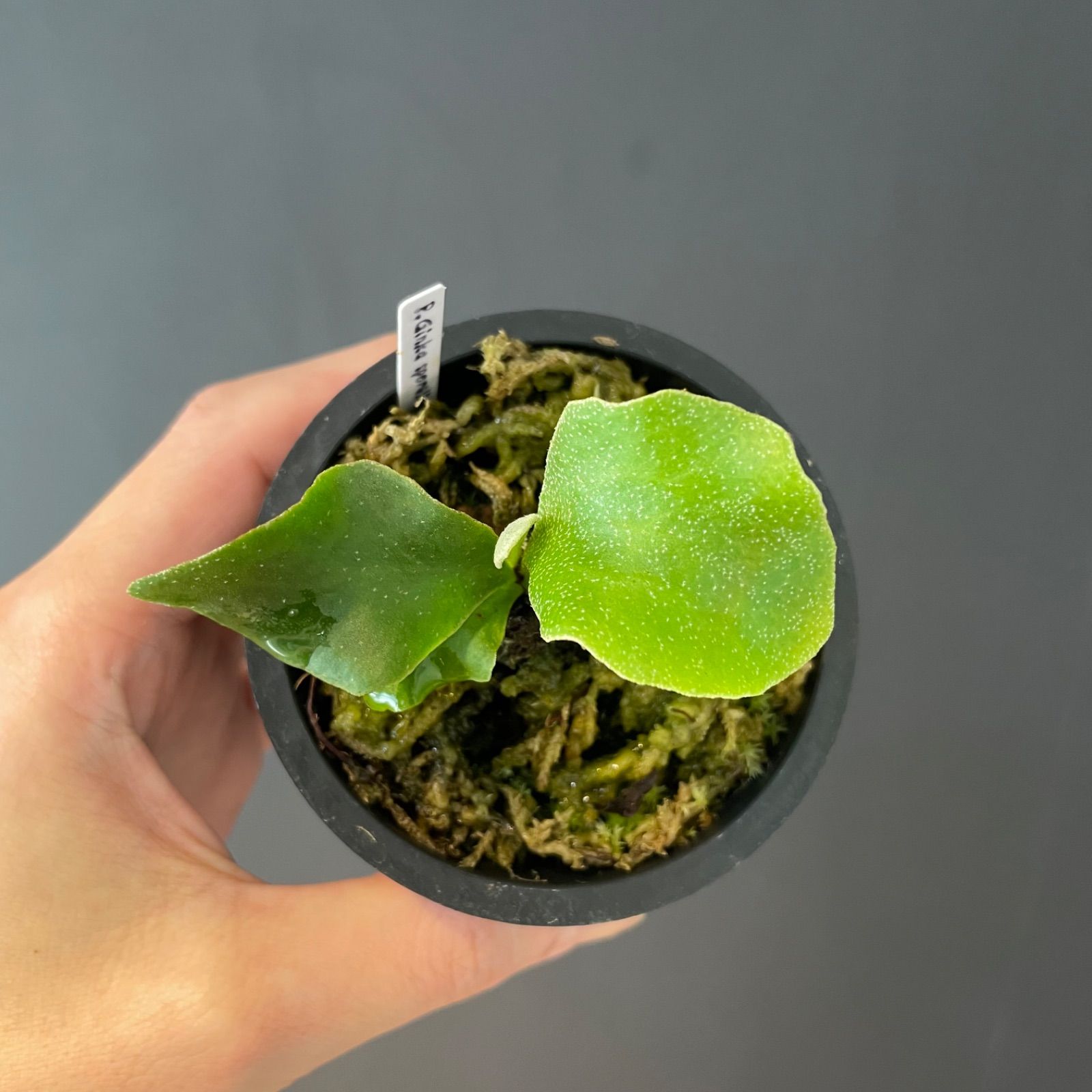 ビカクシダ ギンカ GINKA OC ビカクシダ Ginka ギンカ オリジナル (oc