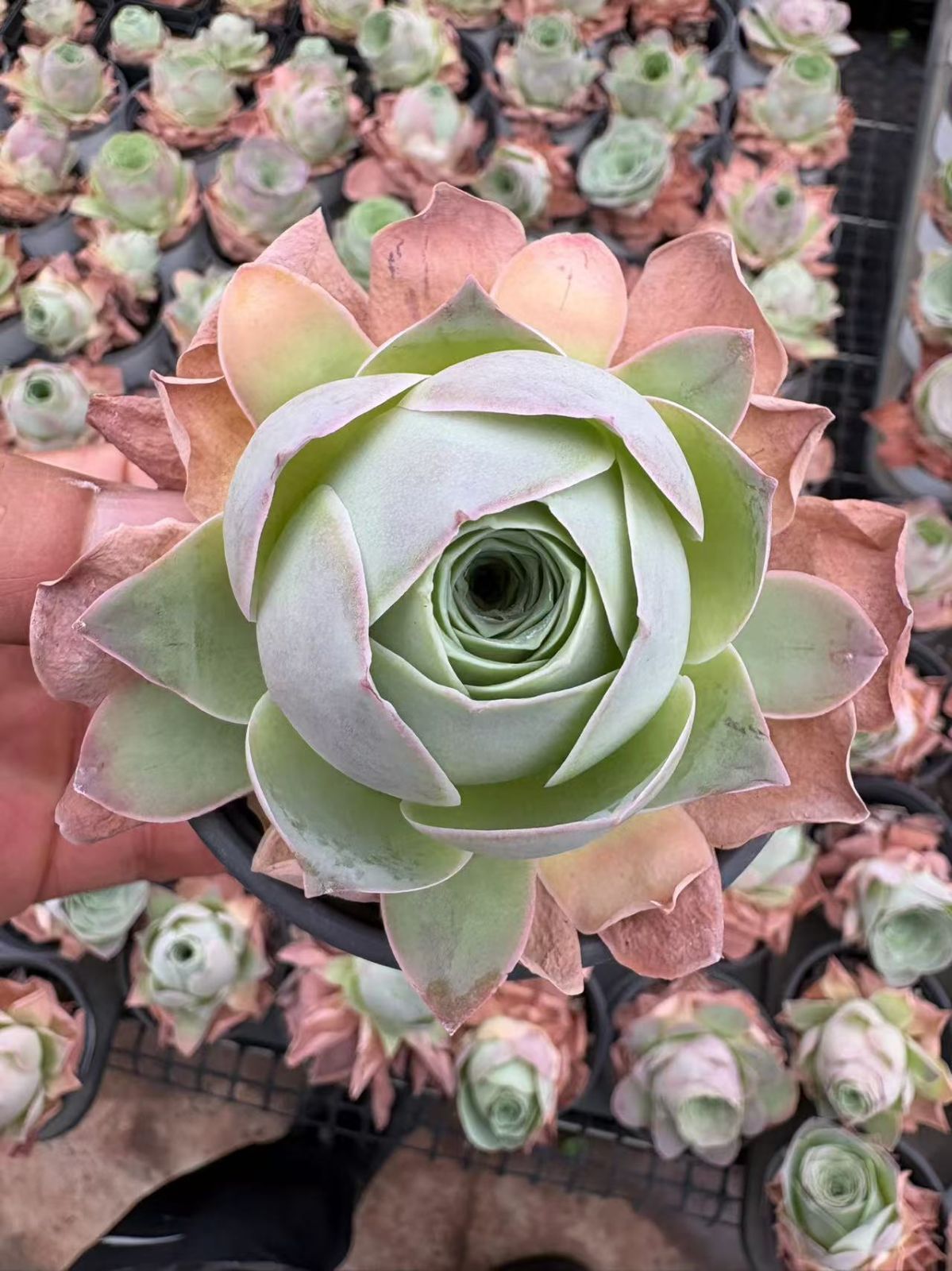 32株の抜き苗セット】ピンクスノー 最も安い 多肉植物 佐川急便発送