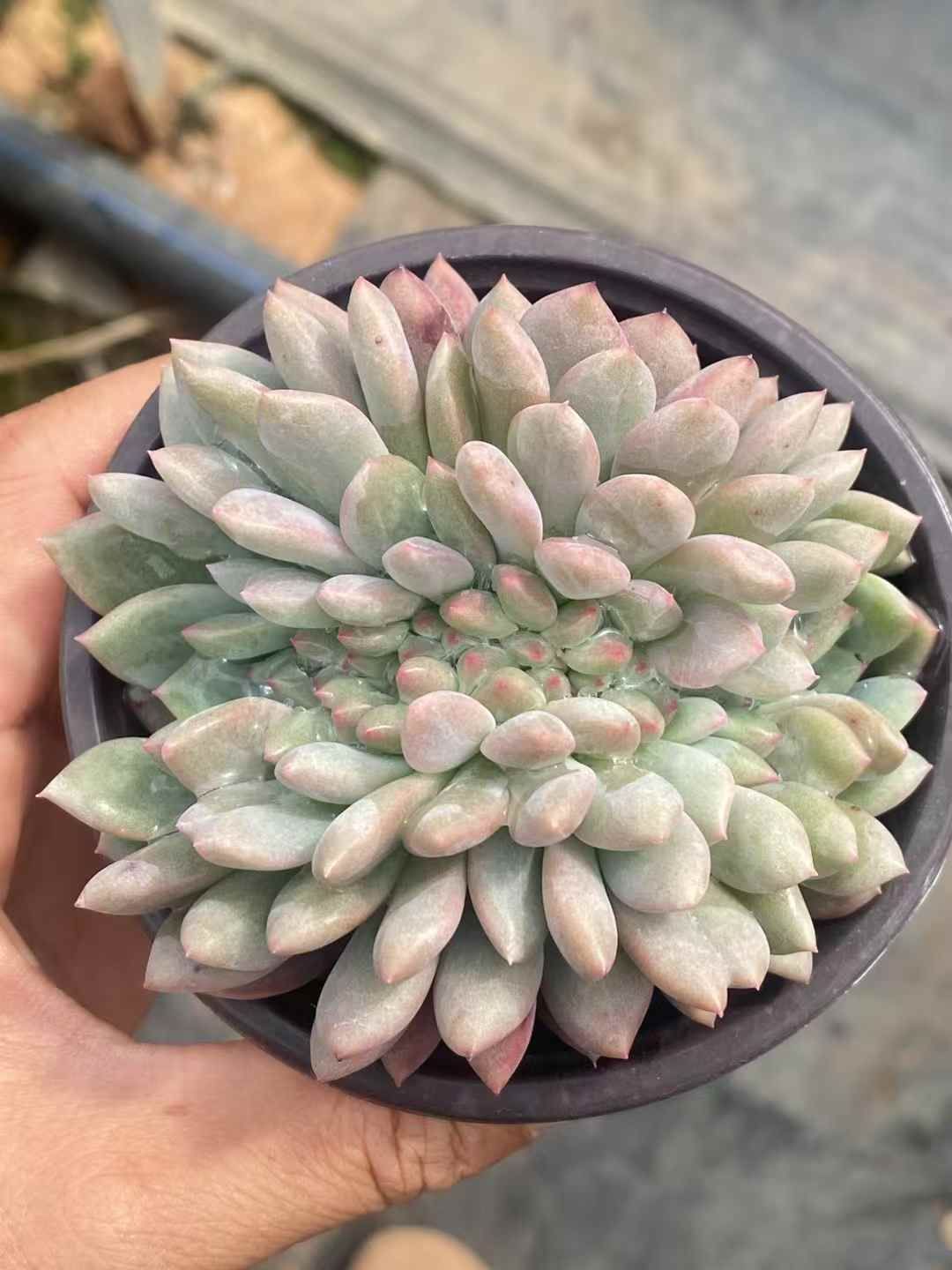 24株 W546-2 多肉植物 エケベリア 花団錦 観葉植物 花 園芸 レア