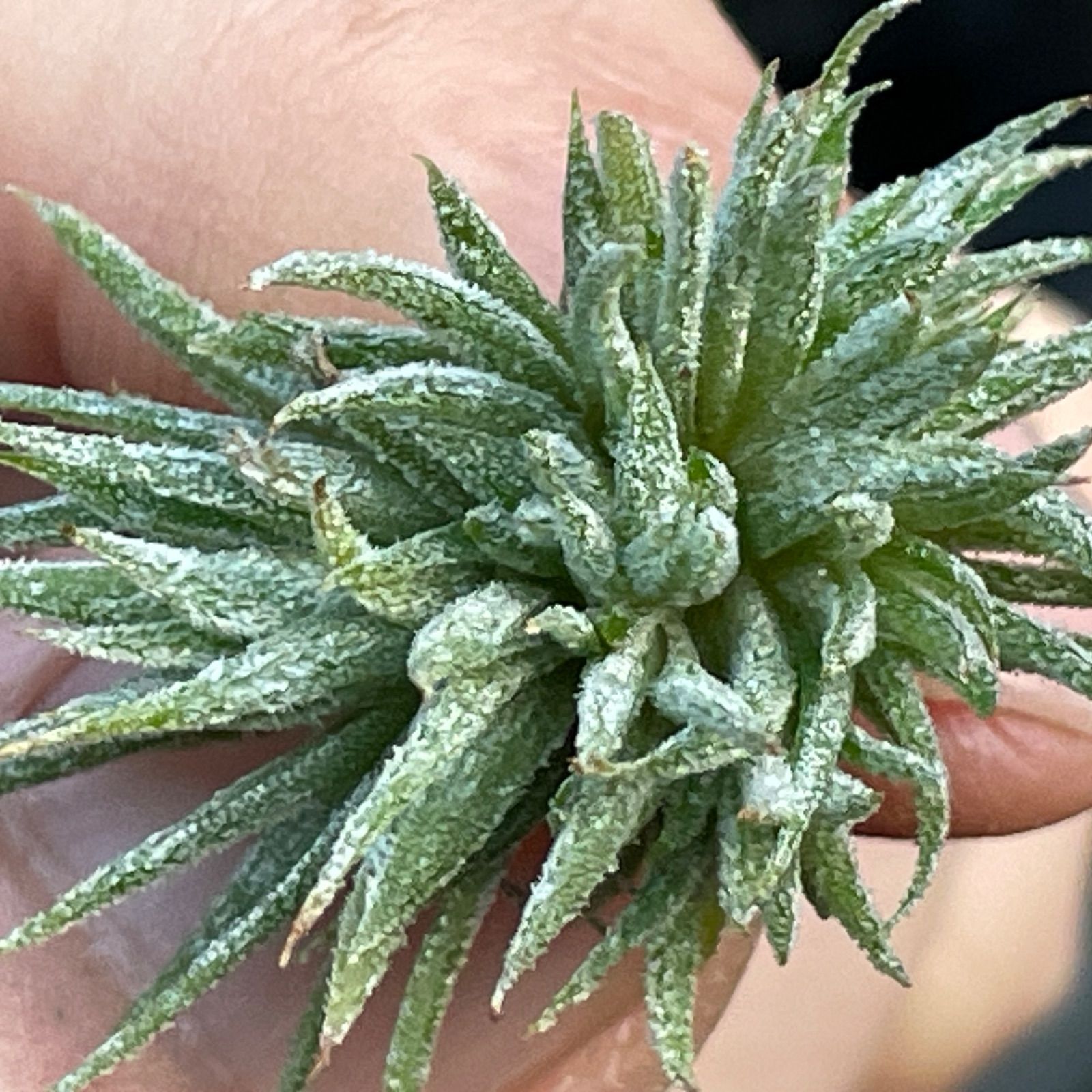 チランジア イオナンタ モンストローズ Tillandsia ionantha Monstrose