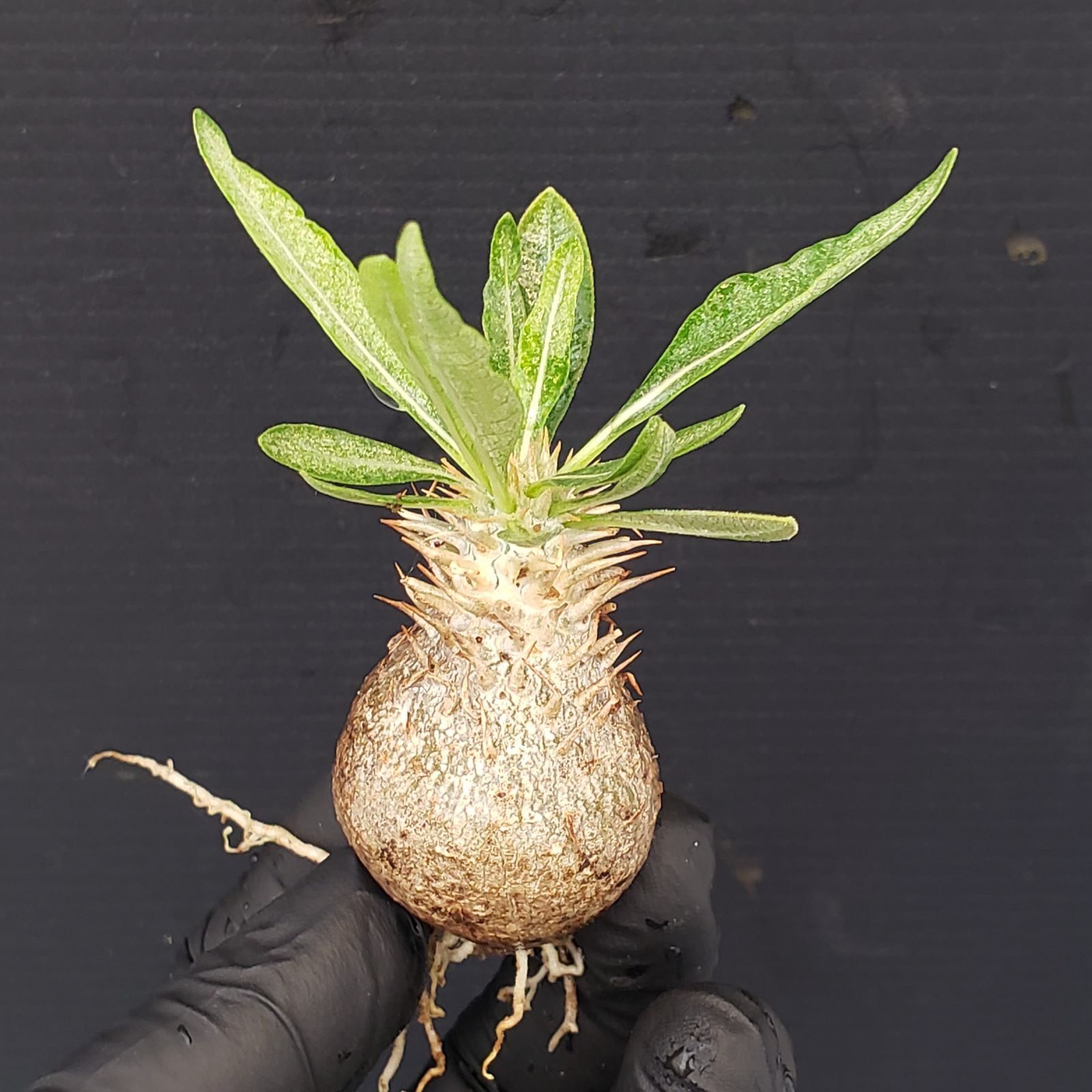 パキポデュウム品種不明株 発根済 現地球 pachypodium succulentum 《M size》※現地球株発根済