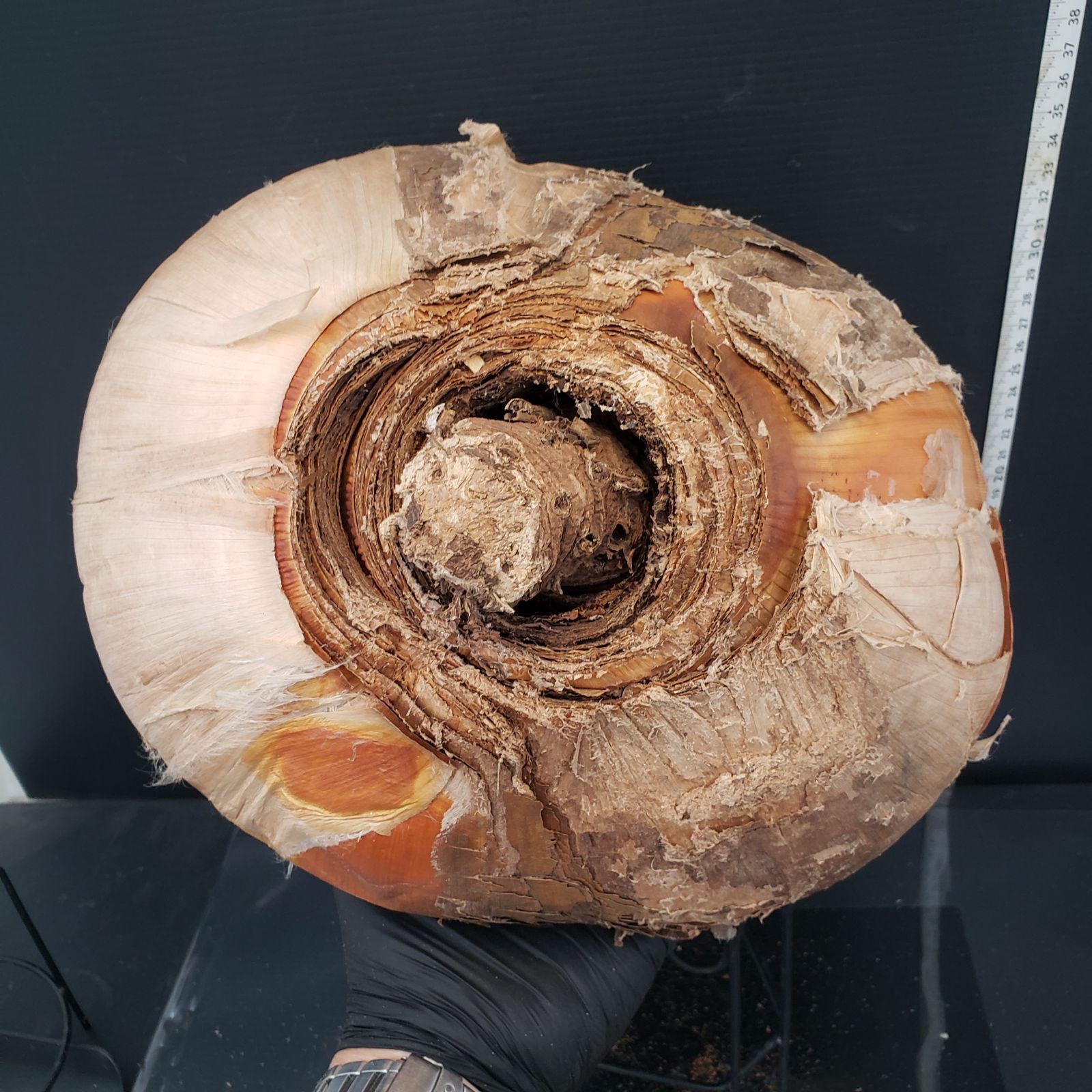 Z424 最新到着 Boophane ハエマンソイデス ML 現地球 抜き苗 球根植物 ブーファン ハエマンソイデス YUZUMIYA_COM