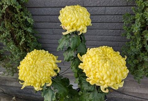 大菊 大菊厚物菊苗3株 3種類の中から選択も可能 - メルカリ