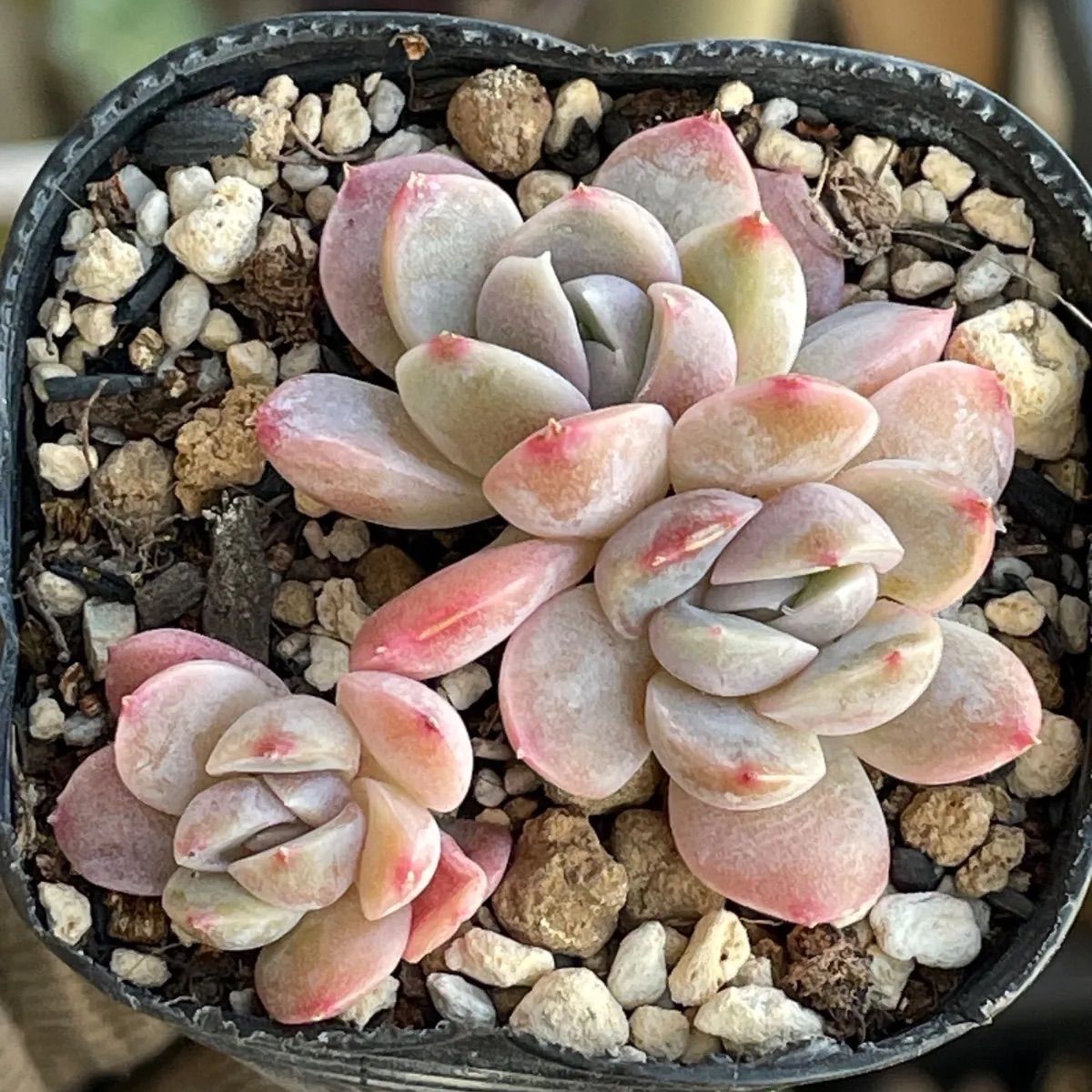 多肉植物 ハッピービーン 抜き苗 4本 - メルカリ