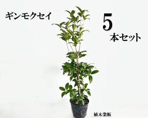 【5本セット】ギンモクセイ樹高0.8m前後15cmポット