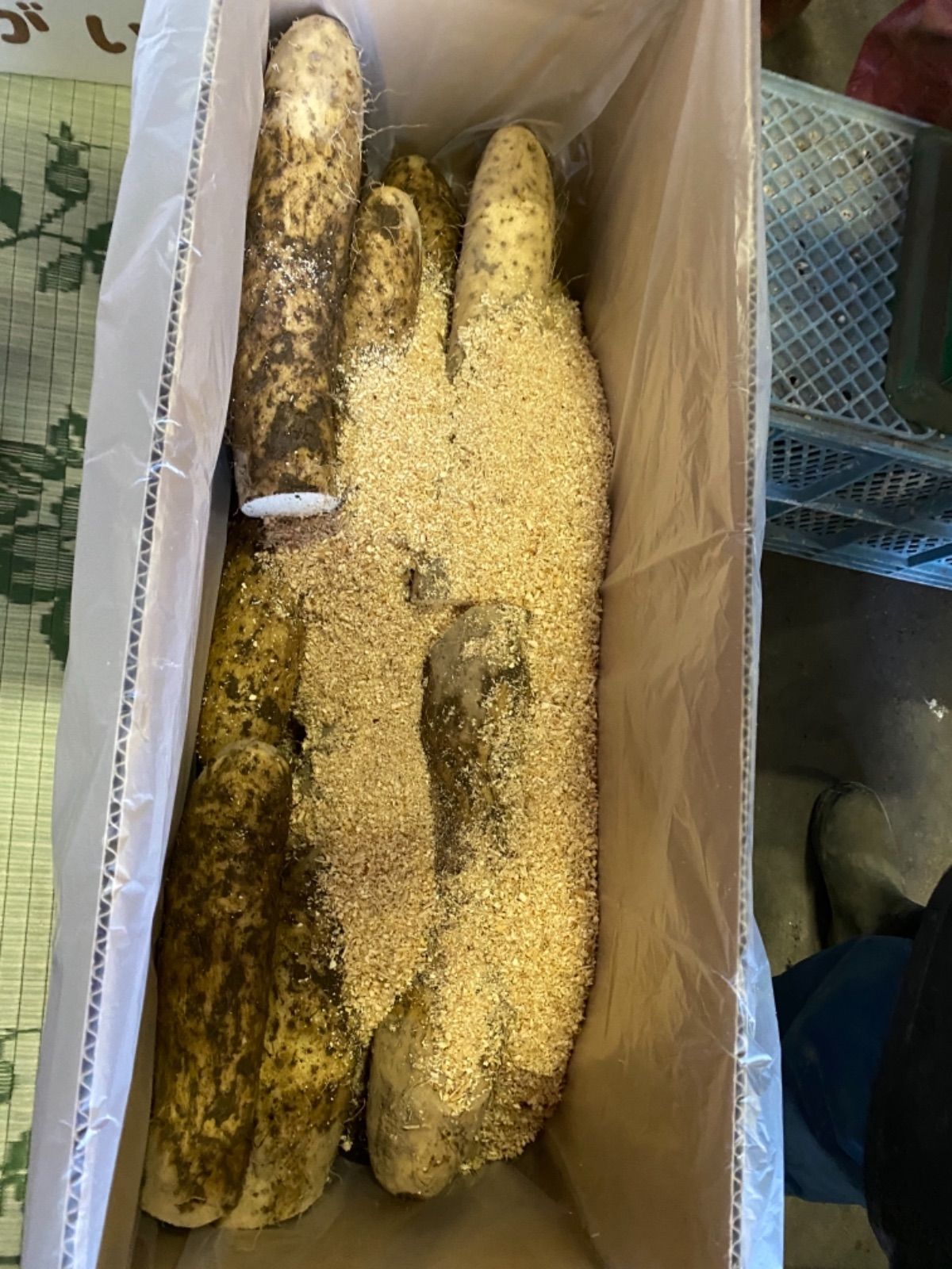 新物！北海道十勝産 長芋 10キロ 農家直送 北海道十勝産 長芋 20キロ