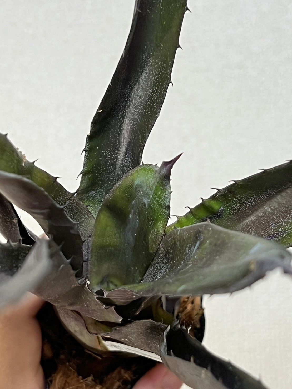 B23. 大株 ▽Hohenbergia pennae x lemei (Red Clone)▽ ホヘンベルギア ペンナエ×レメイ  【PLANET】塊根植物 サボテン アナナス - メルカリ