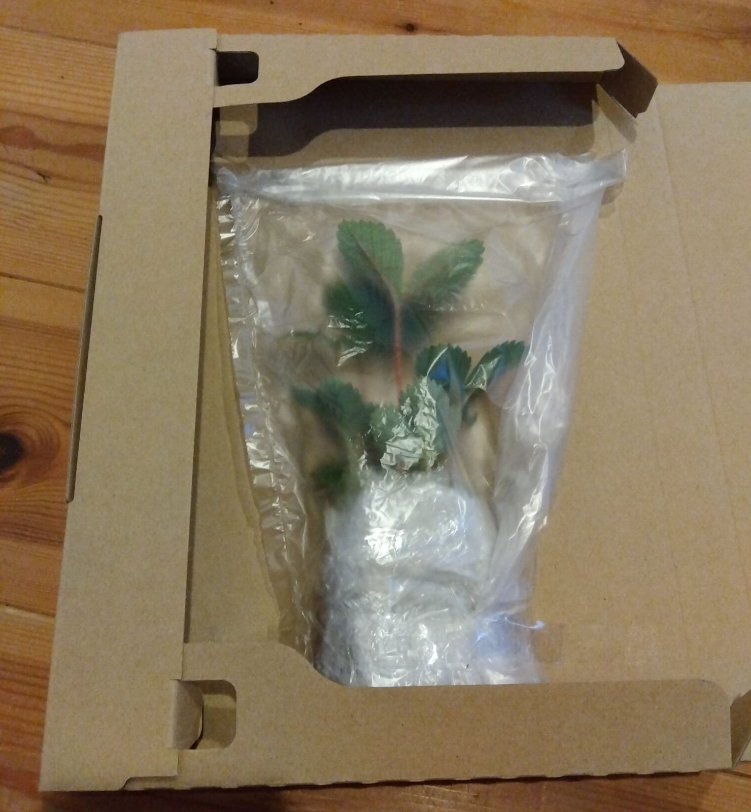 ネコポス】ワイルドストロベリー苗 × 6ポット セット - メルカリ