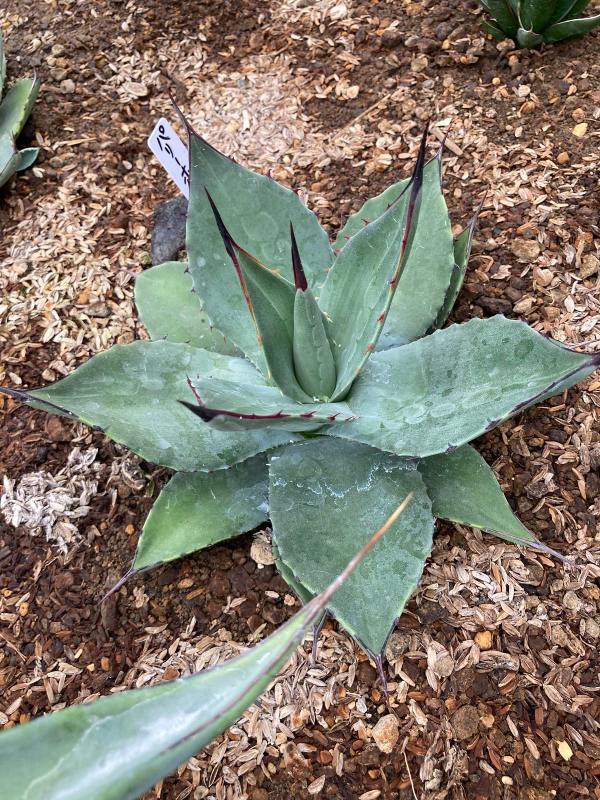 アガベ アメリカーナ 大株 1 綺麗！優良大株アガベ アメリカーナ