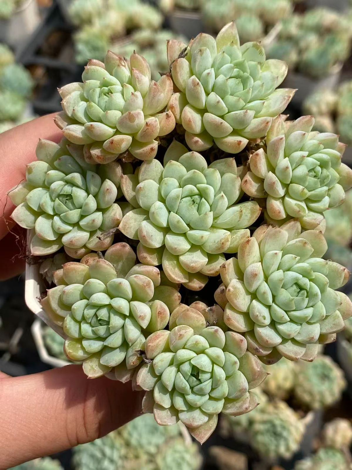 12株の抜き苗セット】ブルールナレン 多肉植物 佐川急便発送