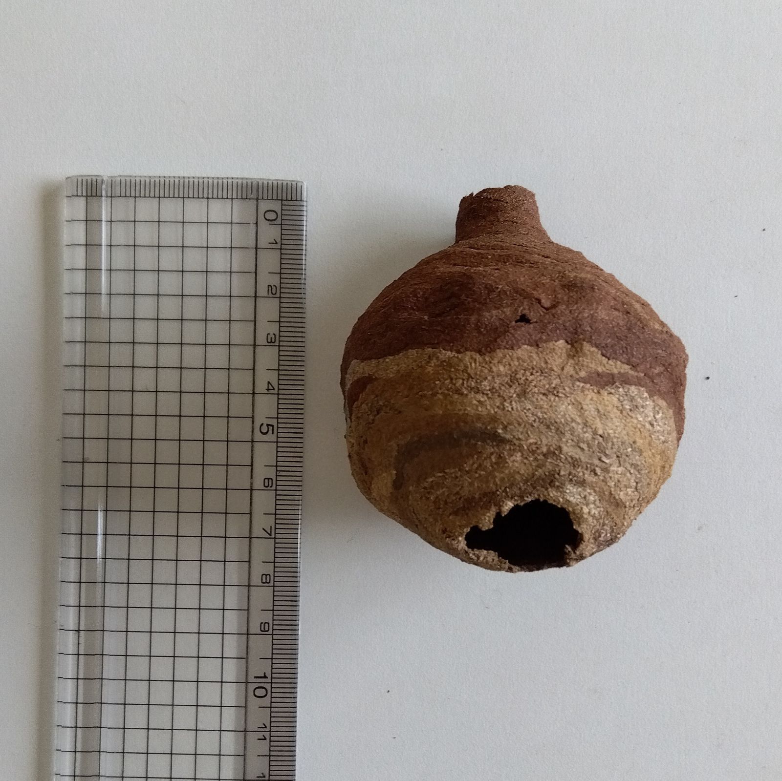 蜂の巣 高知市のハチ駆除・スズメバチ駆除・蜂の巣の除去サービス