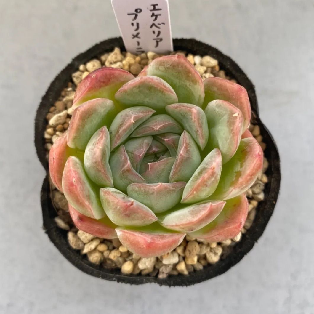 プリメーラ 多肉植物 韓国苗 - 通販 - magiaverdeshop.com