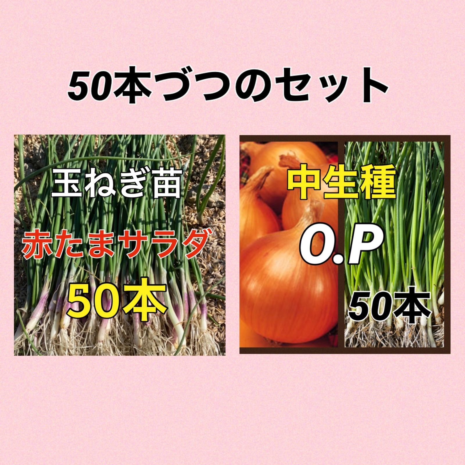 赤玉ねぎ苗50本と中生種OP50本のセット‼️ - メルカリ