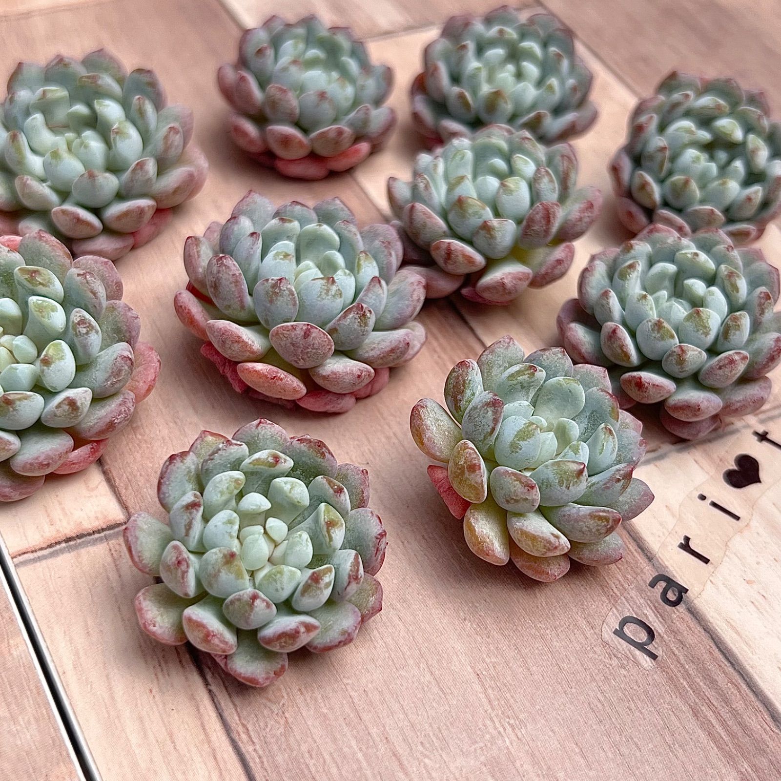 多肉植物　アモエナ　②　韓国苗 多肉植物 アモエナ ② 韓国苗 【公式通販】