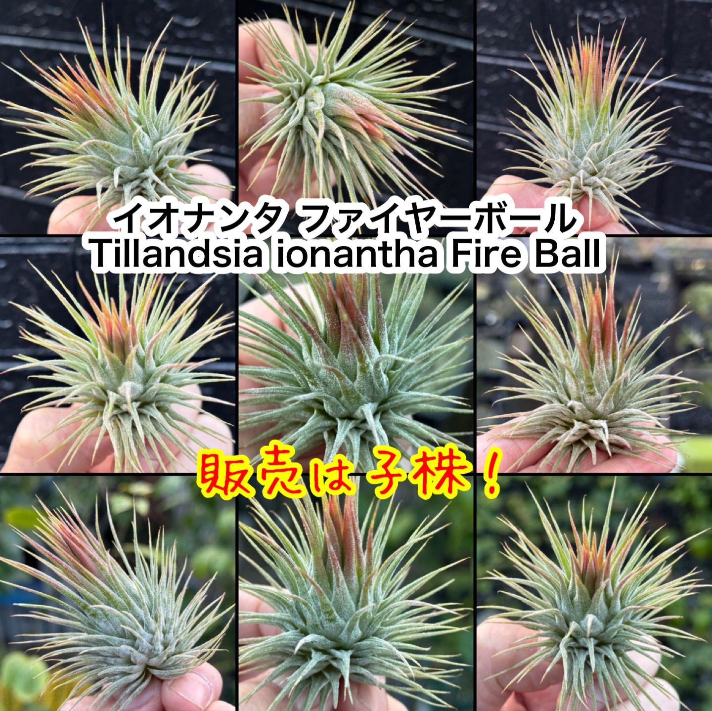 New!＊子株＊ チランジア イオナンタ ファイヤーボール