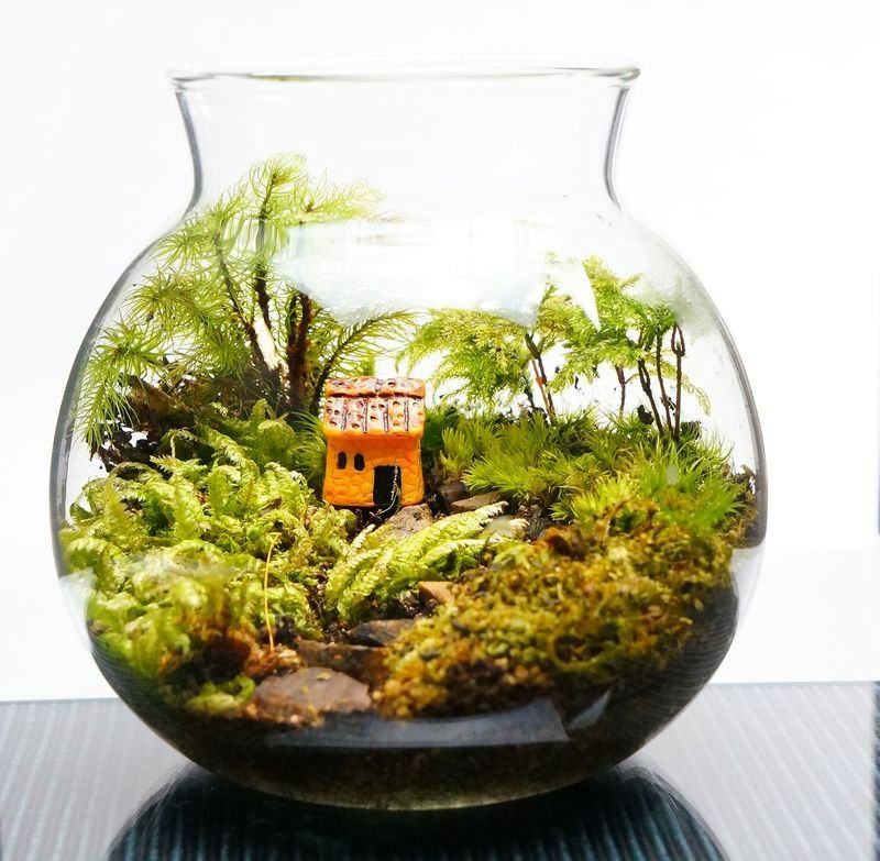 完成品 L 16cm LEDライト付 ボトルテラリウム 苔テラリウム 階段の先の我が家 テラリウム ギフト 観葉植物 母の日 新築祝い 開店祝い 新生活 入学祝い 会 送別会 おしゃれ 贈り物 インテリア グリーン