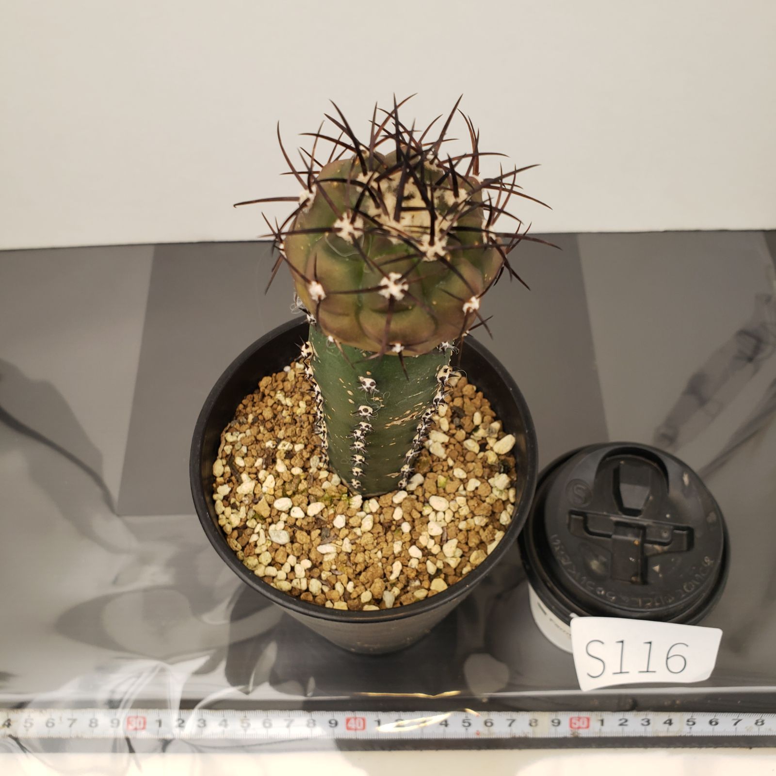 白棘黒王丸　カキコ　気質化　コピアポア 白棘黒王丸 カキコ 気質化 コピアポア 白棘黒王丸 カキコ 気質化