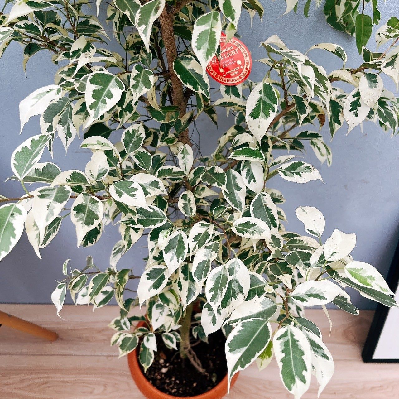 現品］24番 フィカス ベンジャミン スターライト 8号 観葉植物 大型