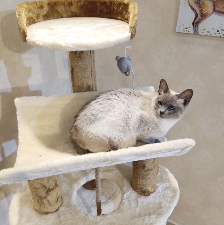 キャットタワー