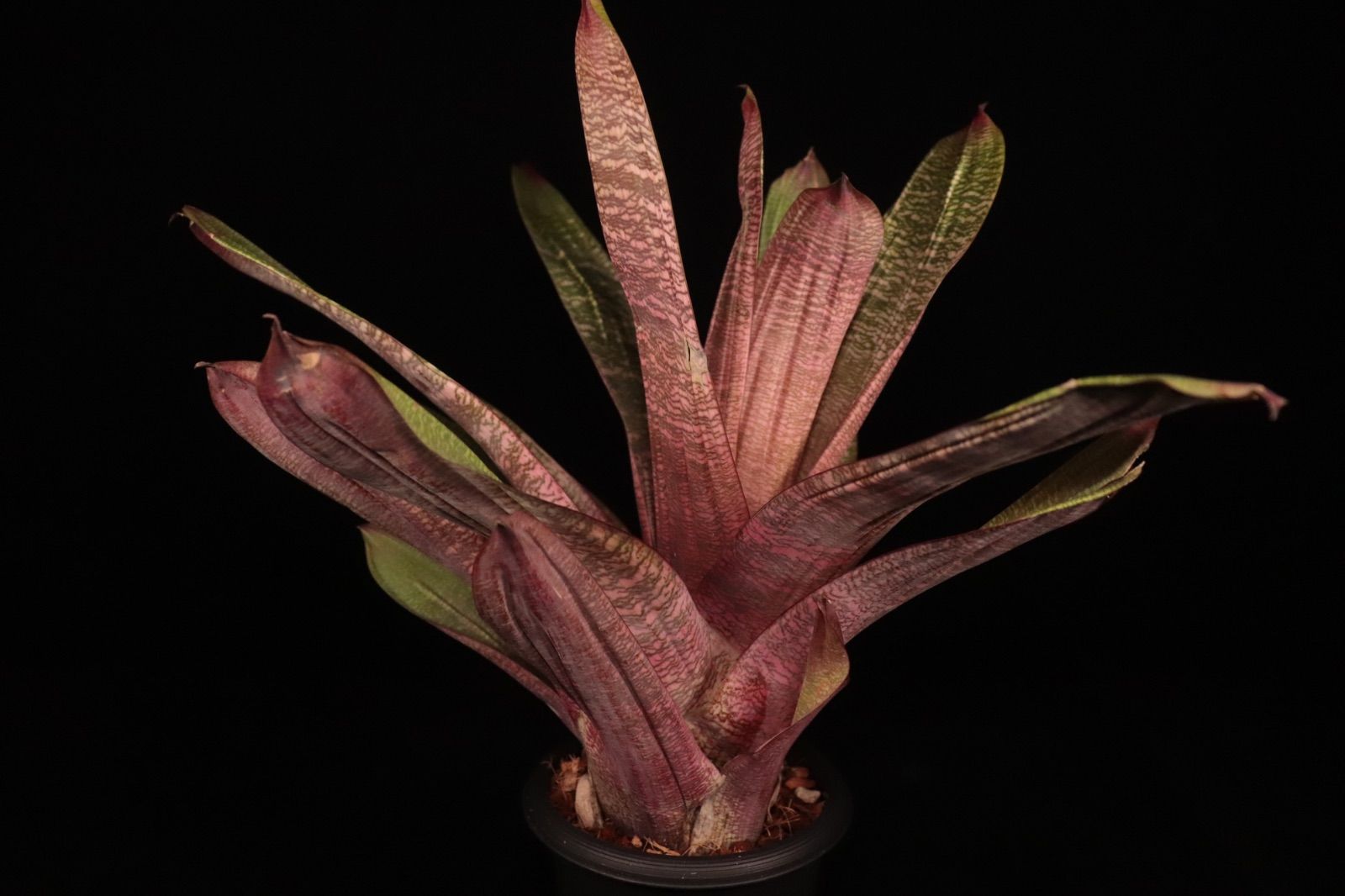 【送料無料】Vriesea 'Swagger'〔フリーセア〕現品発送V133 送料無料】Vriesea 'Swagger'〔フリーセア〕現品発送V133 /@plane