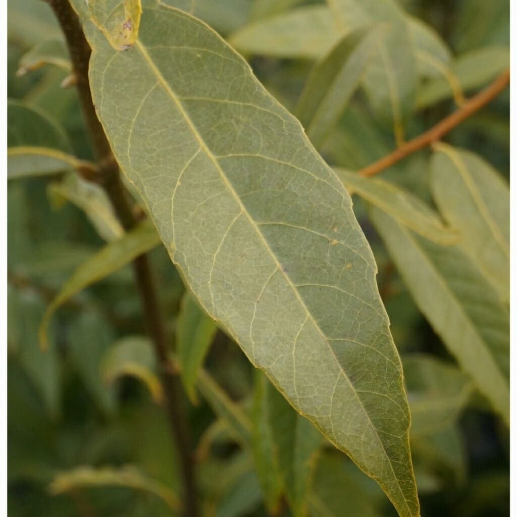 苗|苗木 30本セット シラカシ 樹高0.5m前後 10.5cmポット 白樫 白橿 しらかし ポット入り生垣用 苗木 苗 植木 庭木 生け垣 kb 30本 30